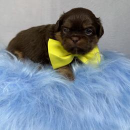 King Amir - Chocolate and tan male Shih Tzu puppy in Columbia, Kentucky from Lisa Bandy Luxe Shih Tzu