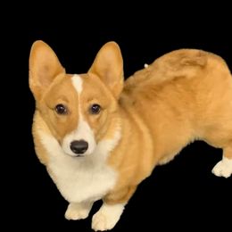 Ruby - Pembroke Welsh Corgi