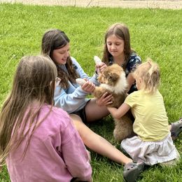 Collie Puppies from Little Apple Collies, Dazey, ND