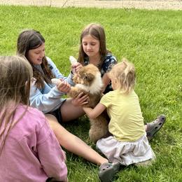 Collie Puppies from Little Apple Collies, Dazey, ND