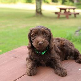 Green - Chocolate male Australian Labradoodle puppy in Williamstown, New York from Lewis Manor Labradoodles