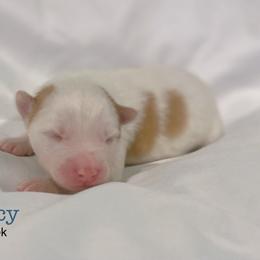 Percy - Red and white male Pomsky puppy in Winston, Oregon from Arctic Tails Spitz
