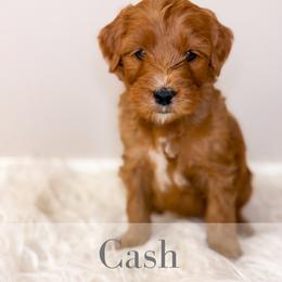 Cash - Red  male Goldendoodle puppy in Melba, Idaho from KZ Doodles