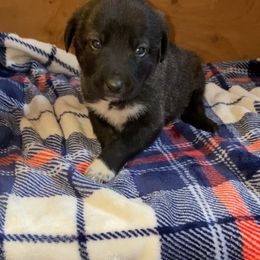 Anatolian Shepherd Dog, Aussiedoodle, and Scottish Terrier Puppies from Lee Valley Scotties