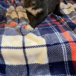 Anatolian Shepherd Dog, Aussiedoodle, and Scottish Terrier Puppies from Lee Valley Scotties