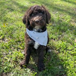 Tobey - Chocolate male Goldendoodle puppy in Osage City, Kansas from Golden Ridge Goldens