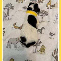 Yellow - Black white and brown male Basset Hound puppy in Columbia, South Carolina from Pawmetto Hounds