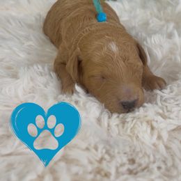 Goldendoodle Puppies from Maryland Designer Doodles