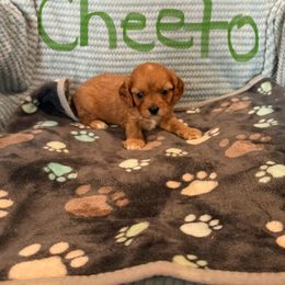 Cheeto - Apricot male Cavapoo puppy in Sherwood, Michigan from Patrick's Puppies