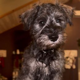 Georgie - Black and silver male Miniature Schnauzer puppy in Akeley, Minnesota from Great Northern Schnauzers