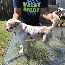 Chihuahua puppies from Chilove Chihuahuas