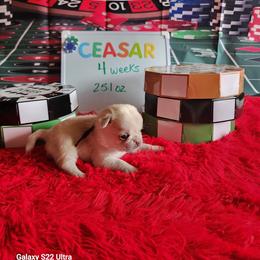 Ceasar - White male Pug puppy in Tucson, Arizona from Cactus Pugs & Hugs
