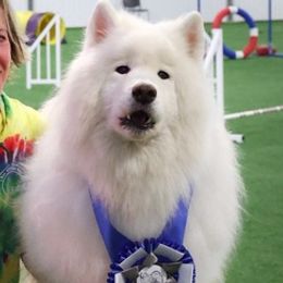 Samoyeds from Starlite Samoyeds