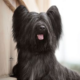 Skye Terriers from Anamchara Skye Terriers