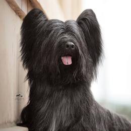 Skye Terriers from Anamchara Skye Terriers