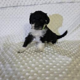 Ruby - Black and white female Sheepadoodle puppy in Weatherford, Texas from Oodles of poodles and doodles