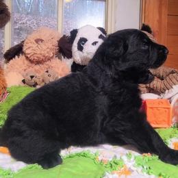 Blue Collar - Male - Black male German Shepherd puppy in Charlotte, North Carolina from Zuflucht K9s