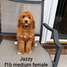 Joy - Red  female Goldendoodle puppy in Swartz Creek, Michigan from Michigan Doodles
