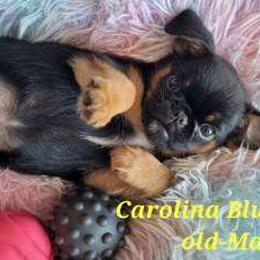 Brussels Griffon Puppies from Little Griffons