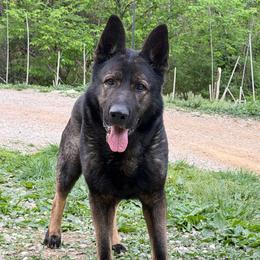 Hans - German Shepherd