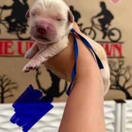Hopper - Golden male Golden Retriever puppy in Duncan, South Carolina from Glimmer Goldens