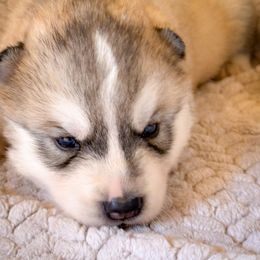 Aspen - Sable and white male Siberian Husky puppy in Grant City, Missouri from Timberline Paws