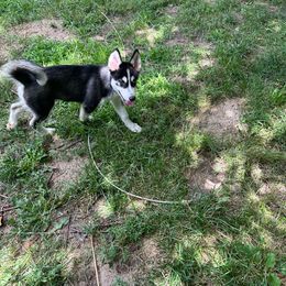 Joy - Black and white Siberian Husky puppy in Southfield, Michigan from Dave’s Huskies