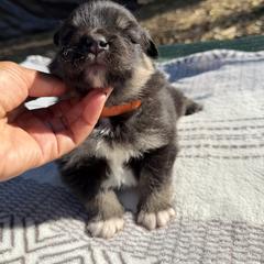 Orange Girl - Black female Finnish Lapphund puppy in Redding, California from AlpenGlō Kennels