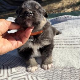Orange Girl - Black female Finnish Lapphund puppy in Redding, California from AlpenGlō Kennels