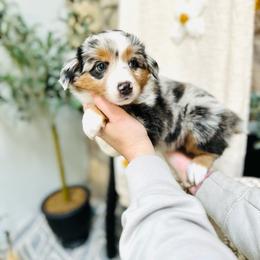 Noelle - Blue merle Miniature Australian Shepherd puppy in Marysville, Indiana from New Market Aussies