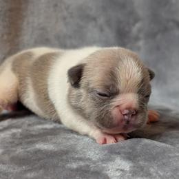 Priscilla - White female French Bulldog puppy in Battle Ground, Washington from Ferguson's Bulldogs