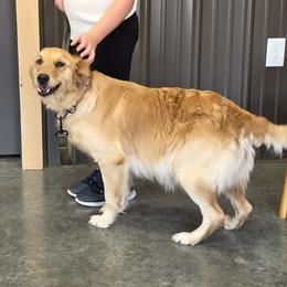 Honey - Golden Retriever