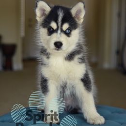Samson - Tri-color male Pomsky puppy in Redding, California from Spirit Pomskies