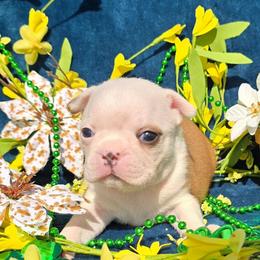 Red Lady - Red female Boston Terrier puppy in San Antonio, Texas from JT Bostons