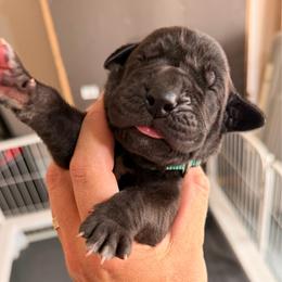 Velma - Black female Great Dane puppy in Plano, Texas from Blue Thunder Danes