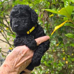 Felix - Black male Poodle puppy in Hartselle, Alabama from Phare Poodles