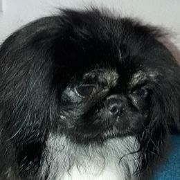 Brandi - Pekingese