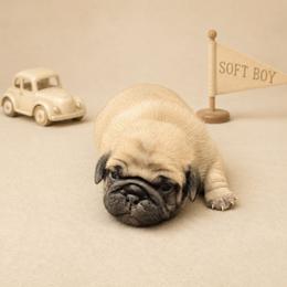 Classic Fawn Boy - Fawn male Pug puppy in Tulsa, Oklahoma from Locust Creek Pugs & Japanese Chin's