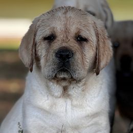 Labrador Retrievers from Big Creek Labradors