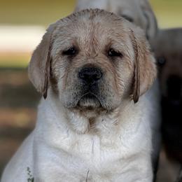 Labrador Retrievers from Big Creek Labradors