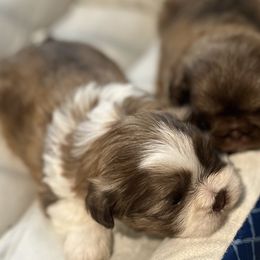 Shih Tzus from Burke Manor Shih Tzu