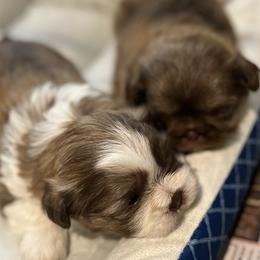 Shih Tzus from Burke Manor Shih Tzu