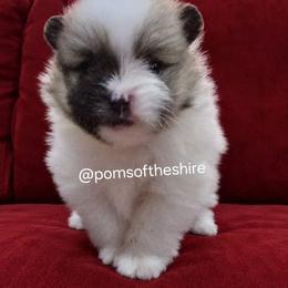Finrod - Cream parti male Pomeranian puppy in Boca Raton, Florida from Poms of The Shire