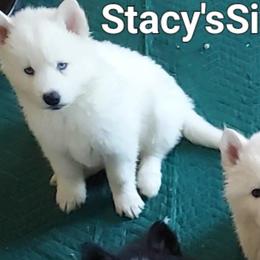 Tony - White male Siberian Husky puppy in Savannah, Georgia from Stacy's Siberian Huskies