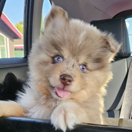 Kona - Merle male Pomsky puppy in Southern California, California from SoCal Pomskies LLC
