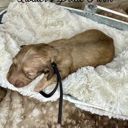 Oslo - Cream male Dachshund puppy in Atwood, Oklahoma from Holder’s Doxie Farm