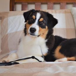 Australian Shepherds from Two or More Kennels