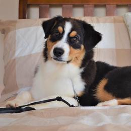 Australian Shepherds from Two or More Kennels