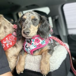 Dachshund and Pembroke Welsh Corgi Puppies from Three K Miniature Dachshunds