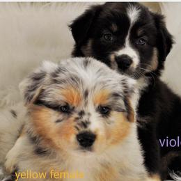 Australian Shepherd Puppies from Winsome Aussies